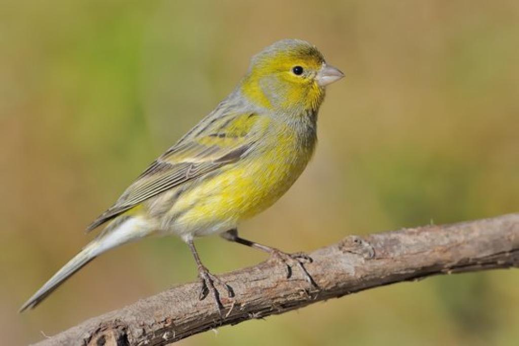 Serin des Canaries .Serinus canaria