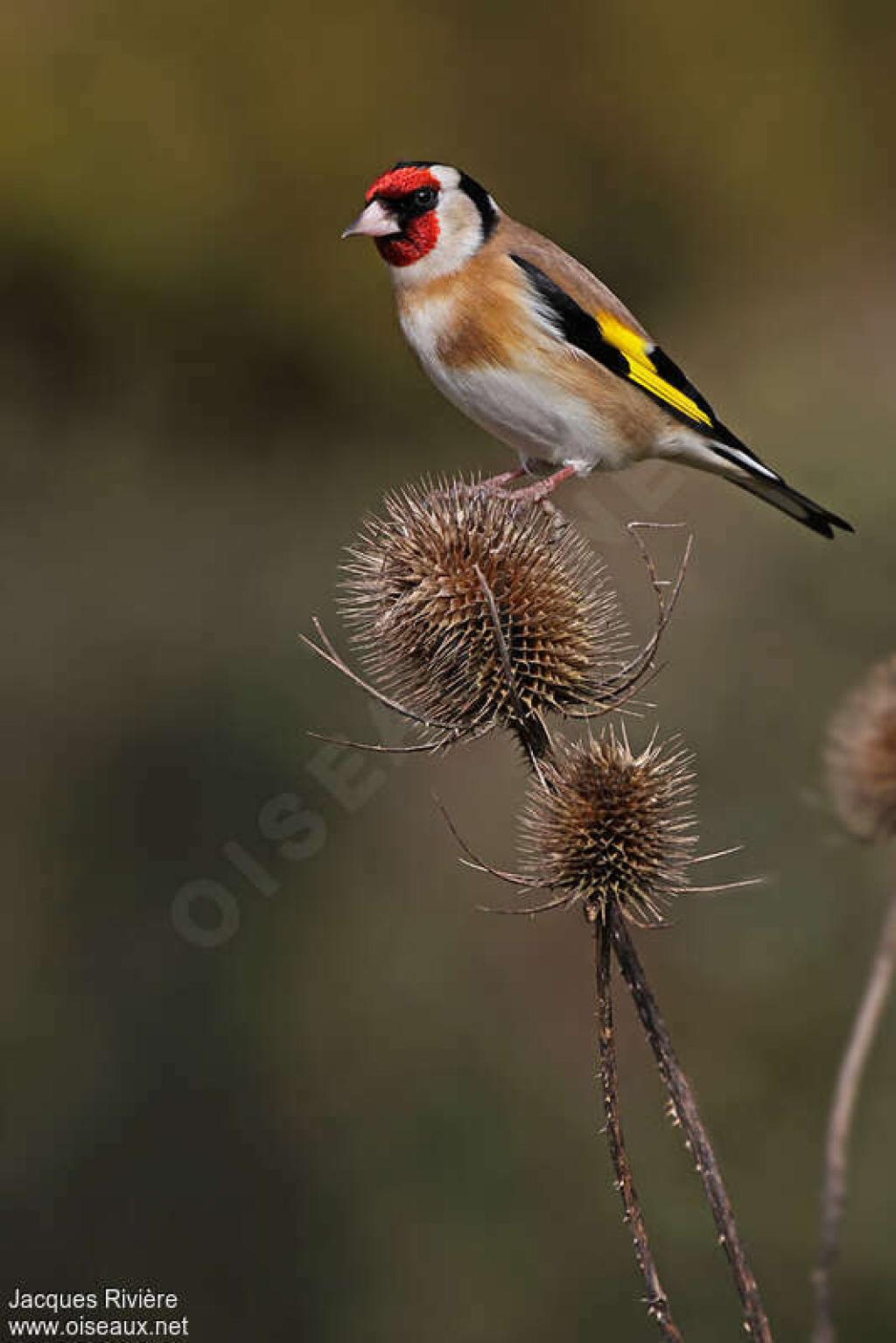 Chardonneret élégant - Carduelis carduelis