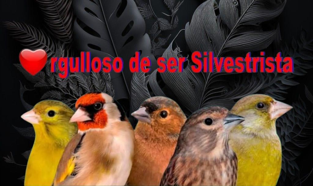 identificacion de aves cantores