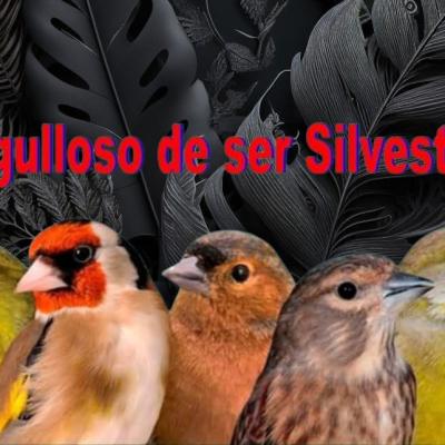 identificacion de aves cantores