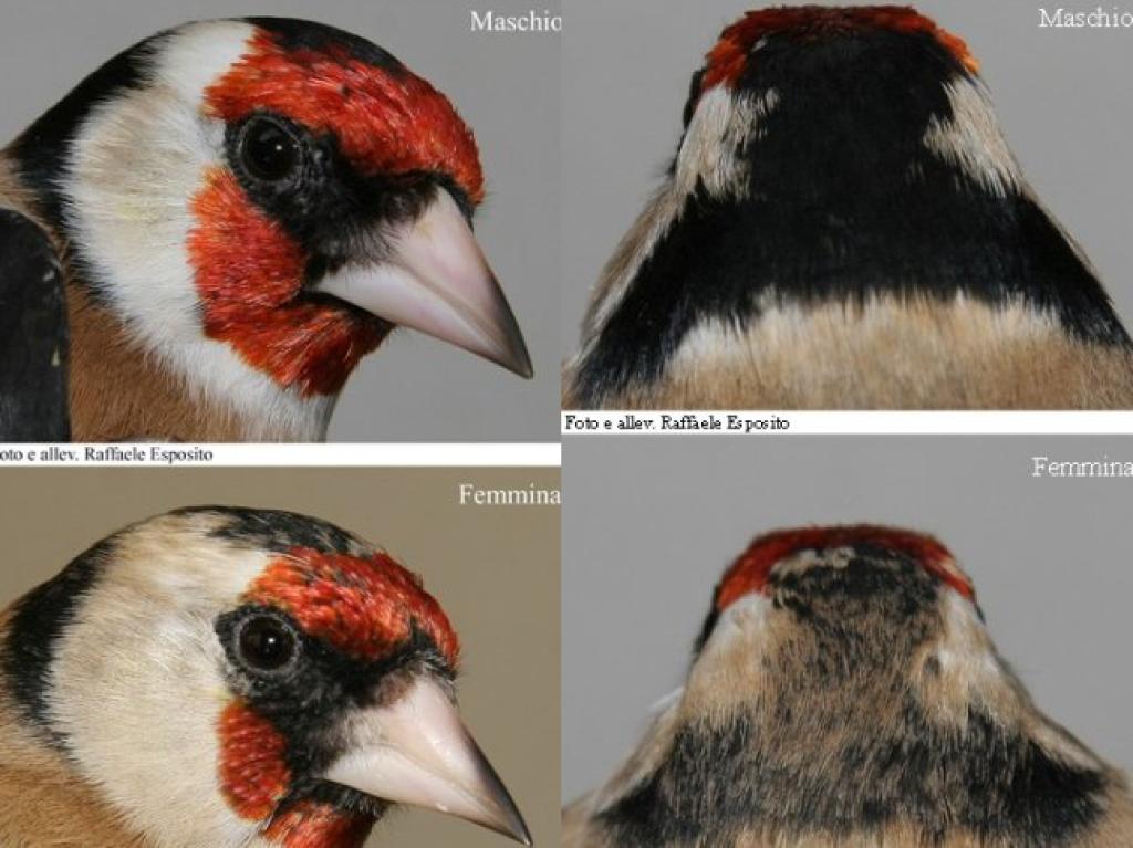 caracteristicas de los machos y hembras