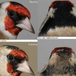 caracteristicas de los machos y hembras