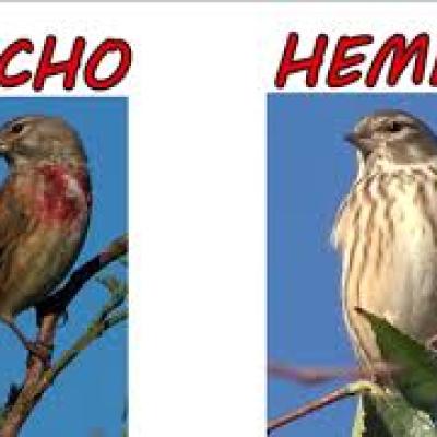 caracteristicas de los machos y hembras