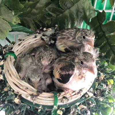 كيفية انتاج طائر الحسون في القفص